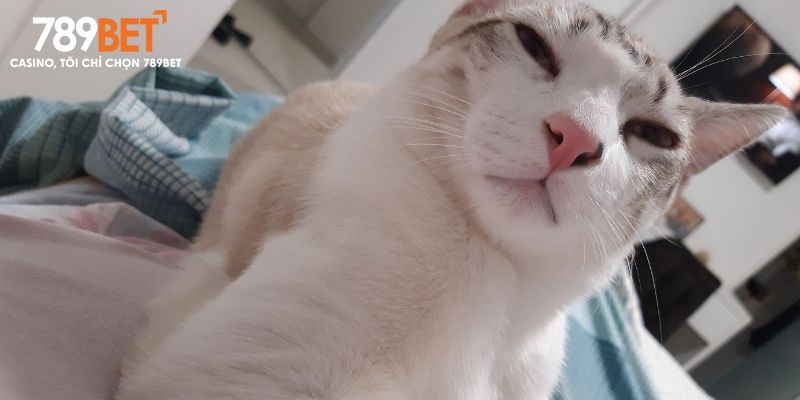 Điềm báo tốt về giấc mơ thấy mèo